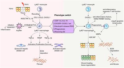 Occurrences and Functions of Ly6Chi and Ly6Clo Macrophages in Health and Disease